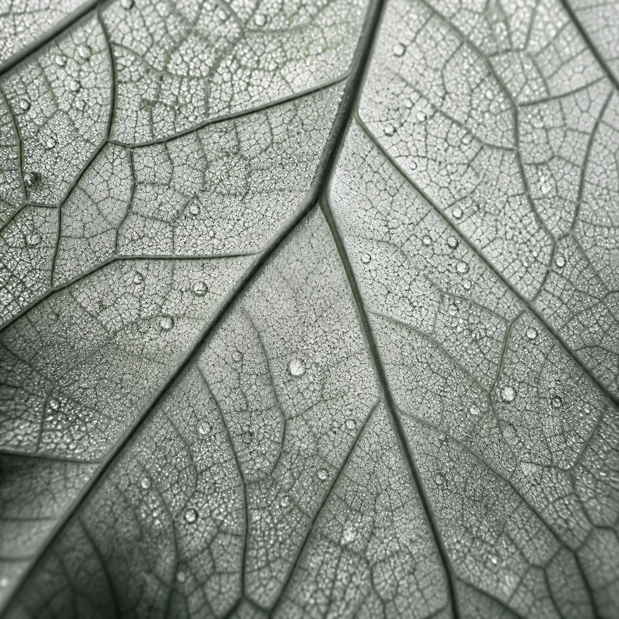 A translucent leaf detail from the Lumen visual identity